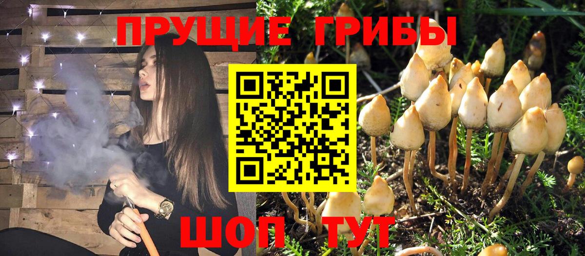 Галлюциногенные грибы ЛСД  хочу   Севастополь 